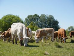 3 step_obl 3 step obl