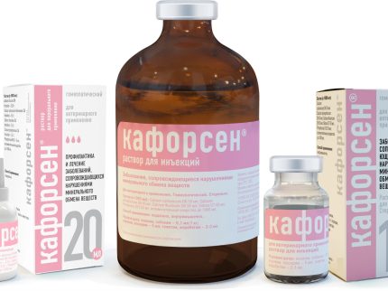 Собаки - Helvet.ru