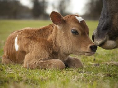 molozivo_cow_0001 molozivo cow 0001