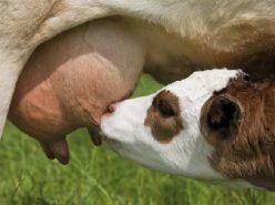 molozivo_cow_obl molozivo cow obl