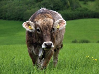 perv_tel01 perv tel01