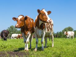 perv_tel_obl perv tel obl